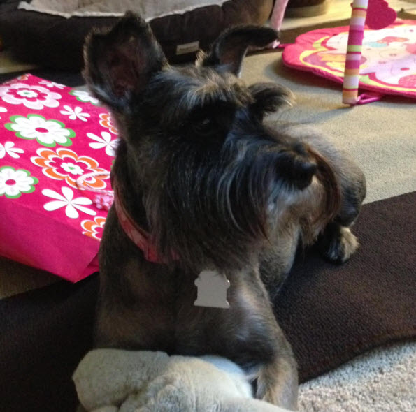 Hannah the Schnauzer